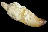 Bargain, Fossil Rooted Mosasaur (Prognathodon) Tooth - Morocco #163906-1